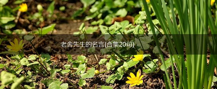 老舍先生的名言(合集20句),第1张