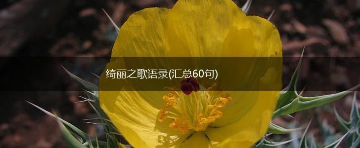 绮丽之歌语录(汇总60句),第1张