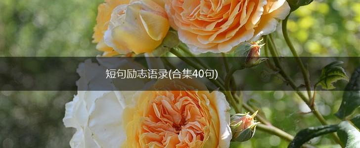 短句励志语录(合集40句),第1张