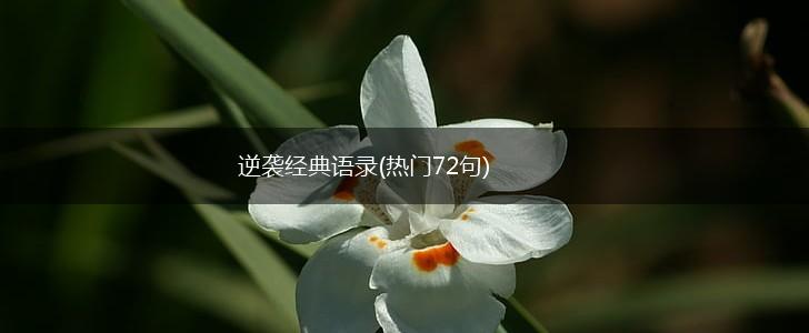逆袭经典语录(热门72句),第1张