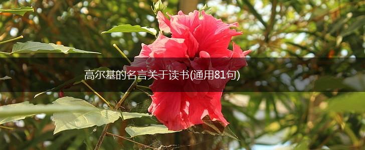 高尔基的名言关于读书(通用81句),第1张
