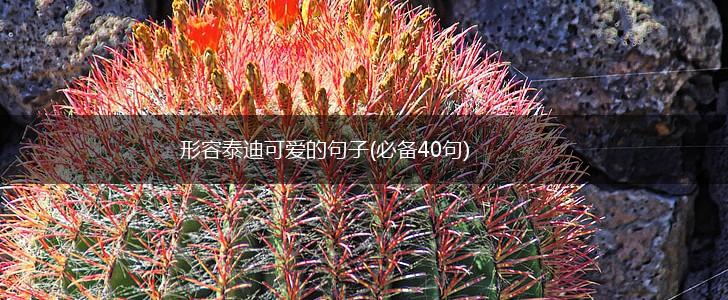 形容泰迪可爱的句子(必备40句),第1张