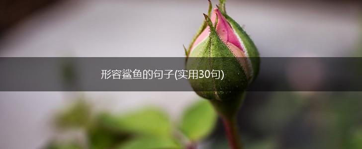 形容鲨鱼的句子(实用30句),第1张