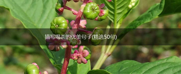 描写喝茶的优美句子(精选50句),第1张