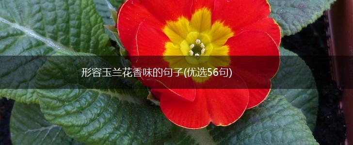 形容玉兰花香味的句子(优选56句),第1张