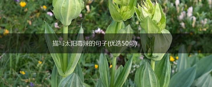 描写太阳毒辣的句子(优选50句),第1张