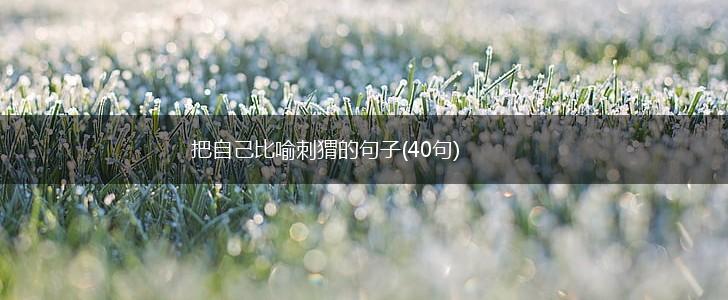 把自己比喻刺猬的句子(40句),第1张