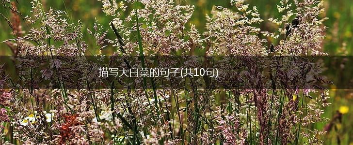描写大白菜的句子(共10句),第1张