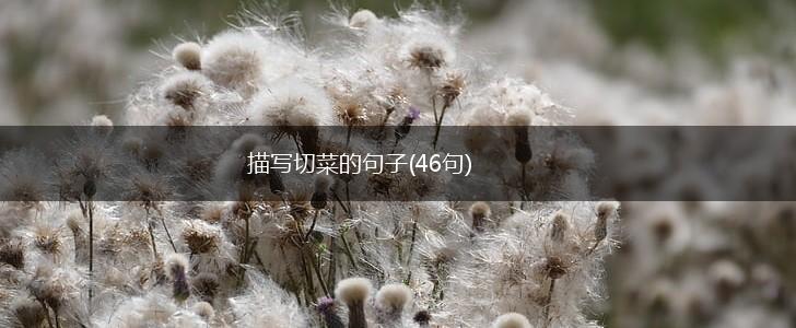 描写切菜的句子(46句),第1张 描写切菜的句子(46句),第1张