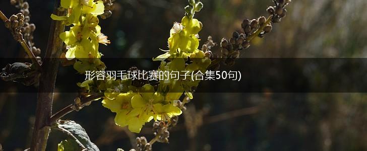 形容羽毛球比赛的句子(合集50句),第1张