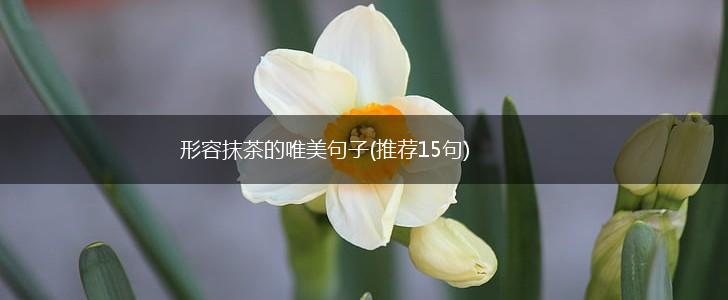 形容抹茶的唯美句子(推荐15句),第1张