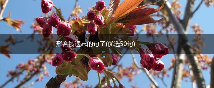 形容被遗忘的句子(优选50句),第1张