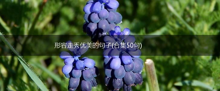 形容走秀优美的句子(合集50句),第1张