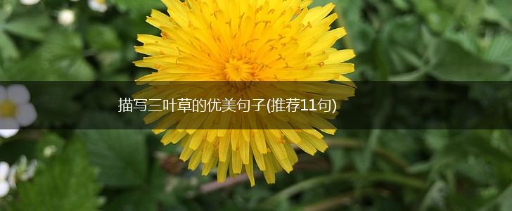 描写三叶草的优美句子(推荐11句),第1张
