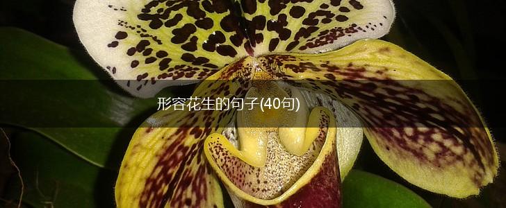 形容花生的句子(40句),第1张