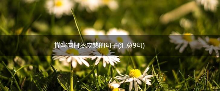 描写向日葵成熟的句子(汇总9句),第1张