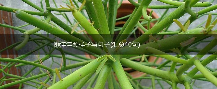 懒洋洋照样子写句子(汇总40句),第1张