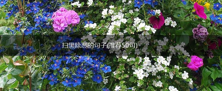 扫黑除恶的句子(推荐50句),第1张