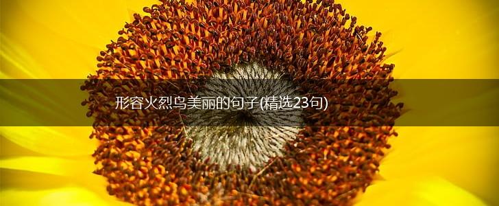 形容火烈鸟美丽的句子(精选23句),第1张