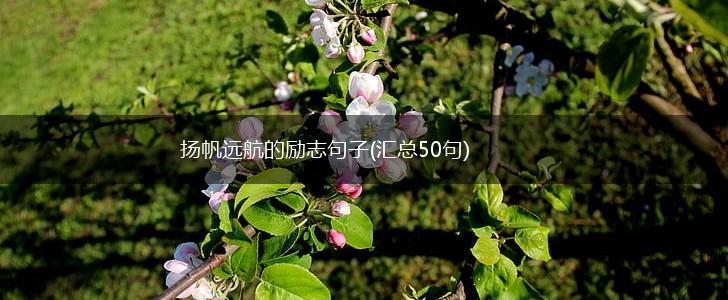 扬帆远航的励志句子(汇总50句),第1张