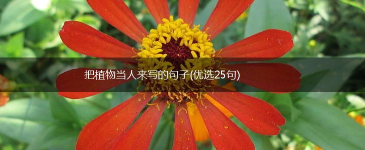 把植物当人来写的句子(优选25句),第1张