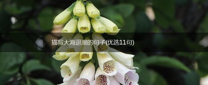 描写大海退潮的句子(优选11句),第1张