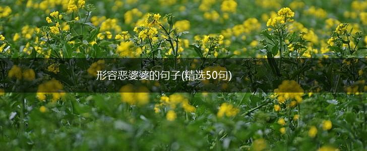 形容恶婆婆的句子(精选50句),第1张