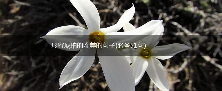 形容琥珀的唯美的句子(必备51句),第1张 形容琥珀的唯美的句子(必备51句),第1张