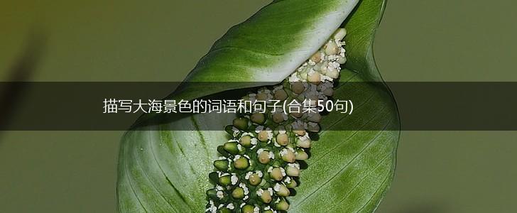 描写大海景色的词语和句子(合集50句),第1张