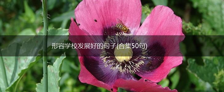 形容学校发展好的句子(合集50句),第1张