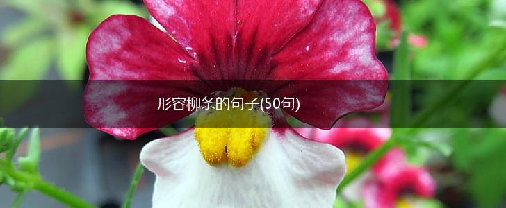 形容柳条的句子(50句),第1张