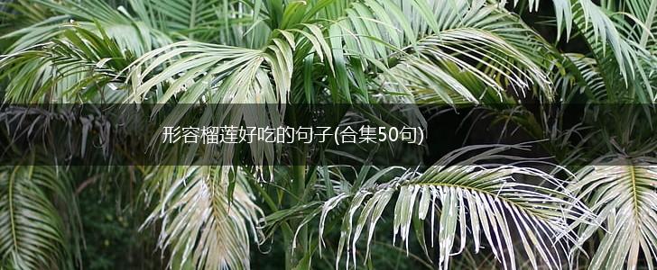 形容榴莲好吃的句子(合集50句),第1张