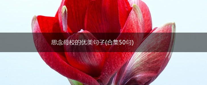 思念母校的优美句子(合集50句),第1张