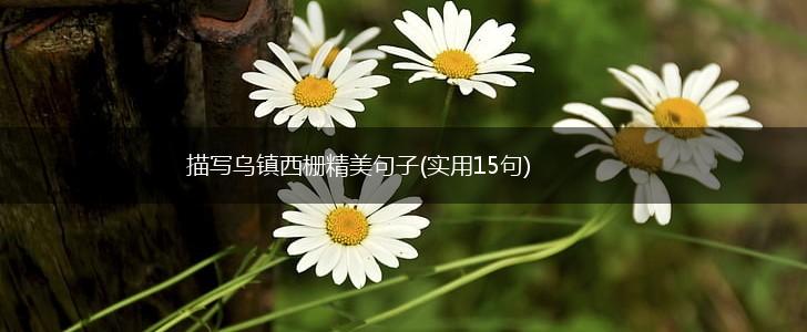 描写乌镇西栅精美句子(实用15句),第1张