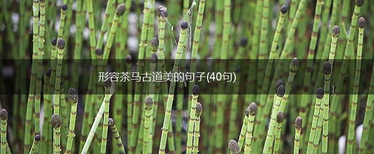 形容茶马古道美的句子(40句),第1张