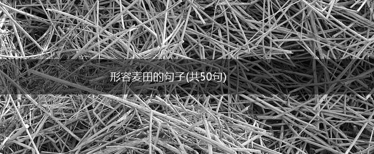形容麦田的句子(共50句),第1张