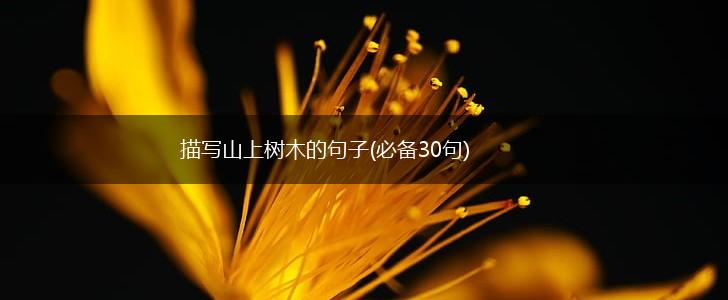 描写山上树木的句子(必备30句),第1张 描写山上树木的句子(必备30句),第1张