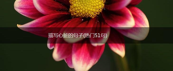 描写心脏的句子(热门51句),第1张