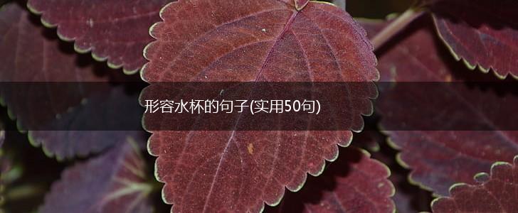 形容水杯的句子(实用50句),第1张