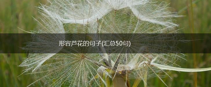 形容芦花的句子(汇总50句),第1张