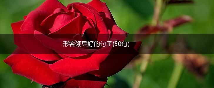 形容领导好的句子(50句),第1张