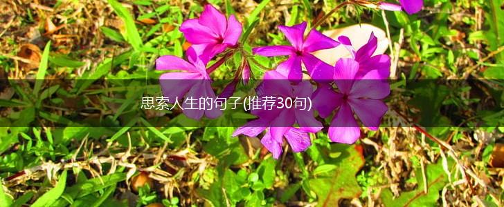 思索人生的句子(推荐30句),第1张