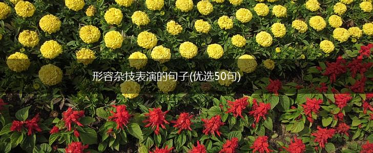 形容杂技表演的句子(优选50句),第1张