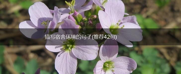 描写宿舍环境的句子(推荐42句),第1张