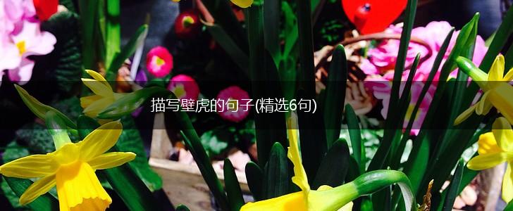 描写壁虎的句子(精选6句),第1张