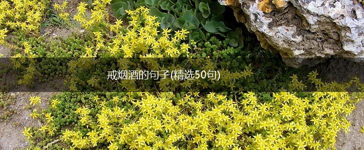 戒烟酒的句子(精选50句),第1张