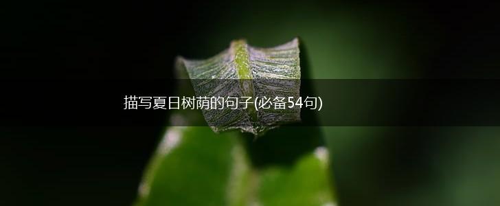 描写夏日树荫的句子(必备54句),第1张