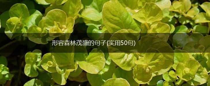 形容森林茂盛的句子(实用50句),第1张
