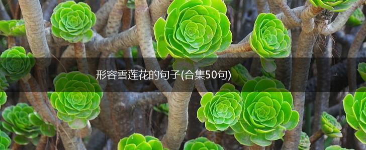形容雪莲花的句子(合集50句),第1张