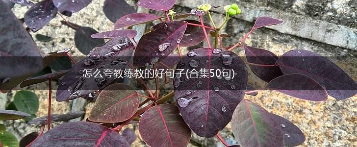 怎么夸教练教的好句子(合集50句),第1张